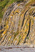 Folded strata along seashore, Dumfries and Galloway, Scotland, UK, June.