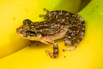 West Indian robber frog (Eleutherodactylus sp) captive, occurs in Caribbean.