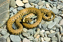 Grass snake (Natrix natrix helvetica) on stones, Yorkshire, England, UK, October.
