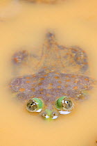 Budgett's Frog (Lepidobatrachus laevis) mostly submerged in muddy water, with eyes visible above water, captive, occurs in South America.