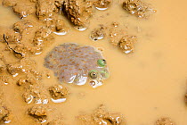 Budgett's Frog (Lepidobatrachus laevis) mostly submerged in muddy water, with eyes visible above water, captive, occurs in South America.