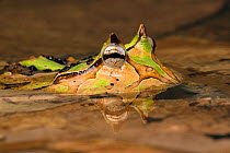 Horned frog (Ceratophrys sp) in shallow water, captive occurs in South America.