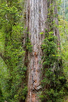Patagonian larch (Fitzroya cupressoides) trunk, Alerce Andino National Park, Chile, South America