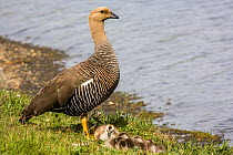 Upland goose (Chloephaga picta) female with goslings, Torres del Paine National Park, Chile.