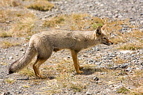 South American gray fox (Lycalopex griseus) Patagonia, Chile.