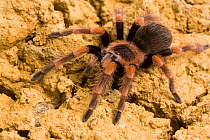 Mexican red-kneed tarantula (Brachypelma smithii)  captive occurs in Mexico.