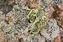 Sea ivory (Ramalina siliquosa) and Crustose lichen (Lecanora gangaleoides) on coastal rocks, Mull, Scotland, UK, June.