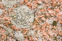 Crustose lichen (Lecanora gangaleoides) on coastal granite, Iona, Scotland, UK, June.