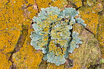 Gold dust lichen (Chrysothrix candelaris) growing around and over Shield lichen (Parmelia sulcata) on sycamore bark, Padley Woods, Derbyshire, England, UK, December.