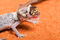 Australian barking gecko (Underwoodisaurus milii) shedding skin, captive, occurs in Australia.