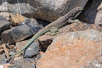 Lava lizard (Microlophus atacamensis) Pan de Azucar National Park, Chile.