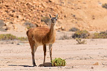 Guanaco (Lama guanicoe) Pan de Azudar National Park, Atacama Desert, Chile.