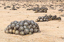 Barrel cacti (Copiapoa columna alba) all orientated to the north to minimise damage by the midday sun. Pan de Azucar National Park, Chile.