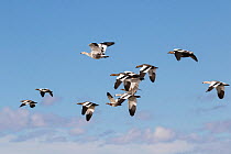 Upland geese (Chloephaga picta) in flight, Torres del Paine National Park, Patagonia, Chile.