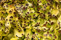 Lichen (Nephroma antarctica) Rio Serrano, Chile. Focus stacked image.
