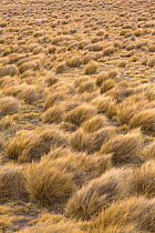 Pampas landscape with tussocks of grass, Patagonia, Chile.