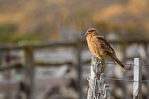 Chimango caracara (Milvago chimango) perched on fence post, Patagonia, Chile.