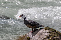 Torrent duck (Merganetta armata) male on rock, Torres del Paine National Park, Chile