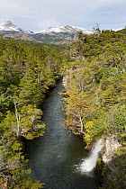 Southern beech forest (Nothofagus) surrounding river with waterfall, and mountains in the background.  Torres del Paine National Park, Chile. March.
