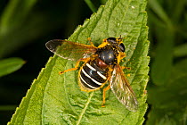 Hoverfly (Sericomyia lappona) female, covered in pollen, Cumbria, England, UK, May.