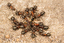 Hairy wood ants (Formica lugubris) dismembering a miner bee.  Derbyshire, England, UK, May.
