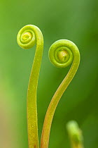 Fork-leaved sundew (Drosera bipinata) leaves unfurling. Cultivated species, occurs in Australia and New Zealand.