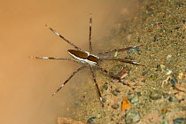 Raft spider (Dolomedes sp) Danum Valley, Borneo.