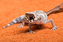 Australian barking gecko (Underwoodisaurus milii) shedding skin. Captive, occurs in Australia.
