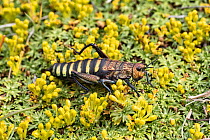 Large grasshopper nymph (Acridiidae) Patagonia, Chile.
