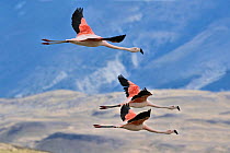 Chilean flamingos (Phoenicopterus chilensis) group of three in flight, Lago Amarga , Torres del Paine National Park, Patagonia, Chile