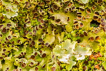 Lichen (Nephroma antarctica) Rio Serrano, Chile. Focus stacked image.