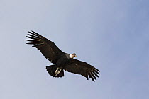 Andean condor (Vultur gryphus) near Puerto Nagtales, Patagonia, Chile.