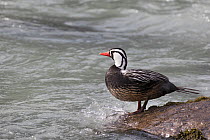 Torrent duck (Merganetta armata) male, Torres del Paine National Park, Chile, March.