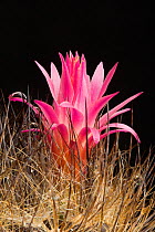 Cactus flower (Eriosyce villosa) Atacama, Chile.