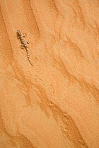 Arabian Desert gecko (Bunopus tuberculatus) in sand dunes, near Al Ain, Dubai, UAE.