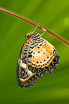 Leopard lacewing butterfly (Cethosia cyane) captive, occurs in Asia.