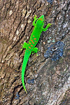 Giant day gecko (Phelsuma madagascariensis grandis) on tree trunk, Diego Suarez, Madagascar
