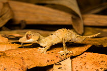 Leaf-tailed gecko (Uroplatus finiavana) on leaf litter, Montagne d'Ambre, Madagascar.