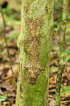 Mossy leaf-tailed gecko (Uroplatus sikorae) camouflaged on tree stem, Montagne D'Ambre, Madagascar.