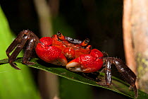 Tree-climbing land crab (Malagasya antongilensis) Nosy Mangabe, Madagascar.