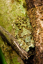 Webb's madagascar frog (Gephyromantis webbi) camouflaged on tree trunk, Nosy Mangabe, Madagascar. Endangered species..