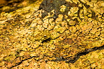 Webb's madagascar frog (Gephyromantis webbi) camouflaged on lichen, Nosy Mangabe, Madagascar. Endangered species.