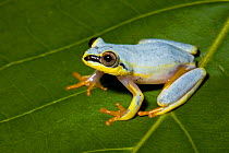 Madagascar reed frog (Heterixalus madagascariensis) blue form, Maroantsetra, Madagascar.