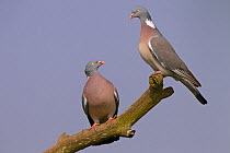 Wood pigeons (Columba palumbus) two perched together, Norfolk, England, UK, February.