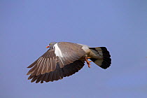 Wood pigeon (Columba palumbus) in flight, Norfolk, England, UK, April.