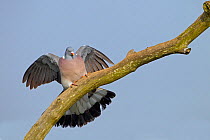 Wood pigeon (Columba palumbus) landing on branch, Norfolk, England, UK, April.