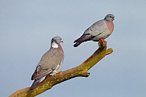 Stock Dove (Columba oenas) and Wood pigeon (Columba palumbus) perched together, Norfolk, England, UK, April.