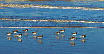 Turnstone (Arenaria interpres) flock on beach, Norfolk, England, UK, February.