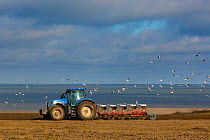 Tractor ploughing fields in spring near Salthouse with Sherringham Shoal  wind farm in the background,  Norfolk, England, UK, March 2015.