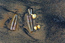 Sea shells on beach including Razor clams (Ensis silqua) and Cockle shells, Norfolk, England, UK, February.